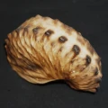 DSC08407.JPG