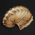 DSC08408.JPG