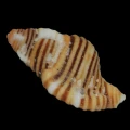 DSC08428.JPG