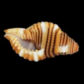 DSC08429.JPG