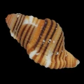 DSC08430.JPG