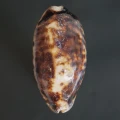 DSC08412.JPG