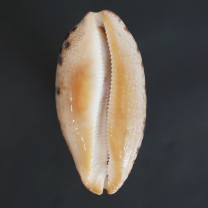 Muszla porcelanki Cypraea (Chelycypraea) testudinaria (Linne, 1758) karzeł n.16