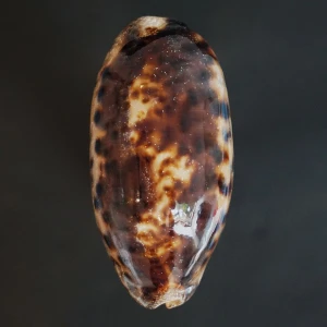 Muszla porcelanki Cypraea (Chelycypraea) testudinaria (Linne, 1758) karzeł n.15