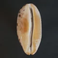 DSC08416.JPG