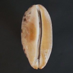 Muszla porcelanki Cypraea (Chelycypraea) testudinaria (Linne, 1758) karzeł n.15