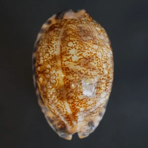 Muszla porcelanki Cypraea (Mauritia) arabica immanis (Schilder & Schilder, 1939) n.23