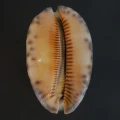 DSC08420.JPG
