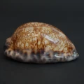 DSC08421.JPG