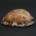 DSC08422.JPG
