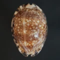 DSC08423.JPG