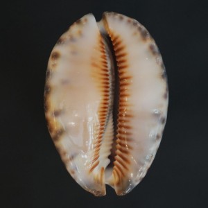 Muszla porcelanki Cypraea (Mauritia) arabica immanis (Schilder & Schilder, 1939) n.24