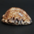 DSC08425.JPG