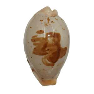 Muszla porcelanki Cypraea (Palmadusta) saulae (Gaskoin, 1843) n.17