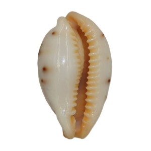 Muszla porcelanki Cypraea (Palmadusta) saulae (Gaskoin, 1843) n.17