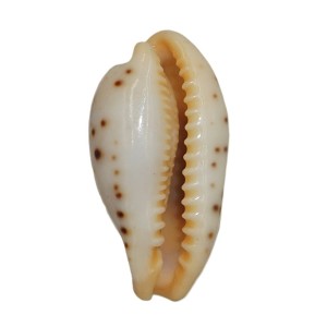 Muszla porcelanki Cypraea (Palmadusta) saulae (Gaskoin, 1843) n.18