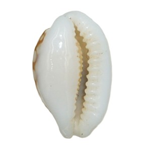Muszla porcelanki Cypraea (Cribrarula) cribraria (Linne, 1758) n.34