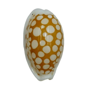 Muszla porcelanki Cypraea (Cribrarula) cribraria (Linne, 1758) n.35