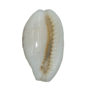 Muszla porcelanki Cypraea (Cribrarula) cribraria (Linne, 1758) n.35