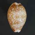 DSC08464.JPG