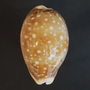 Muszla porcelanki Cypraea (Lyncina) vitellus (Linne, 1758) m