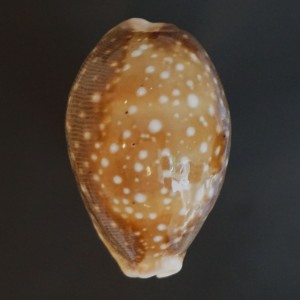Muszla porcelanki Cypraea (Lyncina) vitellus (Linne, 1758) m
