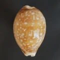 DSC08462.JPG