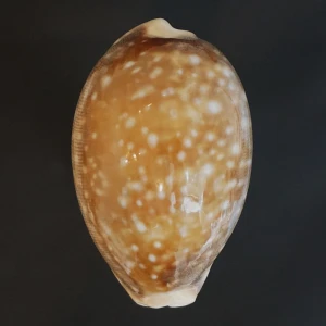 Muszla porcelanki Cypraea (Lyncina) vitellus (Linne, 1758) L