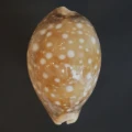 DSC08456.JPG