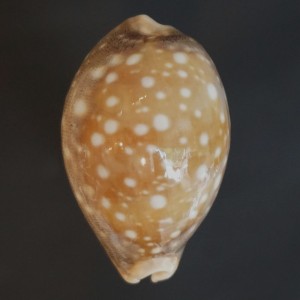 Muszla porcelanki Cypraea (Lyncina) vitellus (Linne, 1758) L