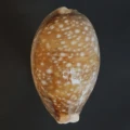 DSC08457.JPG