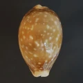 DSC08459.JPG