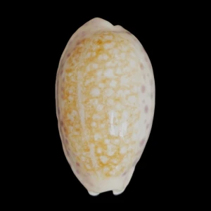 Muszla porcelanki Cypraea (Ovatipsa) chinensis (Gmelin, 1791)
