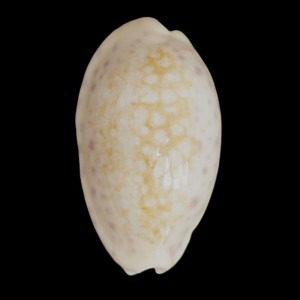 Muszla porcelanki Cypraea (Ovatipsa) chinensis (Gmelin, 1791)
