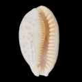 DSC08471.JPG