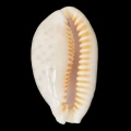 DSC08467.JPG