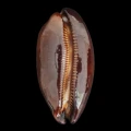 DSC08473.JPG
