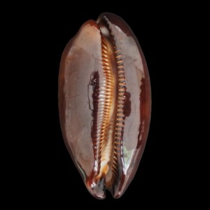 Muszla porcelanki Cypraea (Talparia) talpa (Linne, 1758) n.5