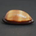 DSC08474.JPG