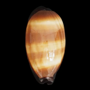 Muszla porcelanki Cypraea (Talparia) talpa (Linne, 1758) n.6