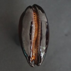 Muszla porcelanki Cypraea (Talparia) talpa (Linne, 1758) n.6