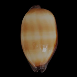 Muszla porcelanki Cypraea (Talparia) talpa (Linne, 1758) n.7