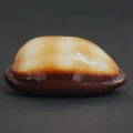 DSC08482.JPG