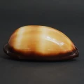 DSC08486.JPG