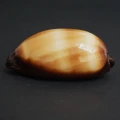 DSC08487.JPG