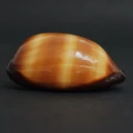 DSC08490.JPG