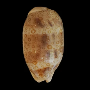 Muszla porcelanki Cypraea (Arestorides) argus (Linne, 1758) n.11