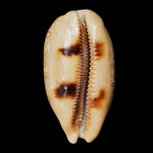 Muszla porcelanki Cypraea (Arestorides) argus (Linne, 1758) n.11