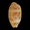 DSC08501.JPG