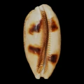 DSC08502.JPG
